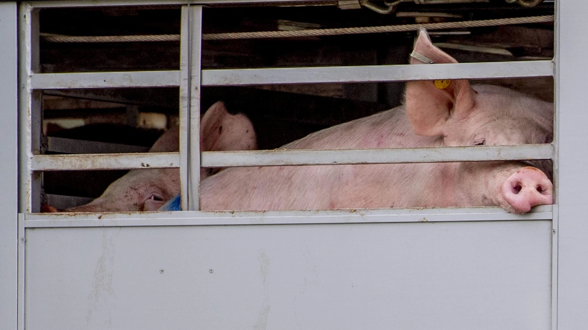 NVWA schroeft na jaren boetes voor dierenbeulen fors op: straffen tot 14.000 euro