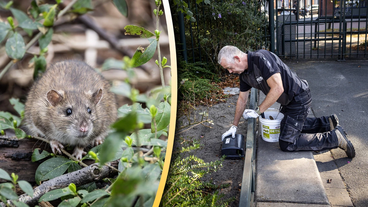 Ratten de baas in gemeenten: overlast ongedierte amper terug te dringen
