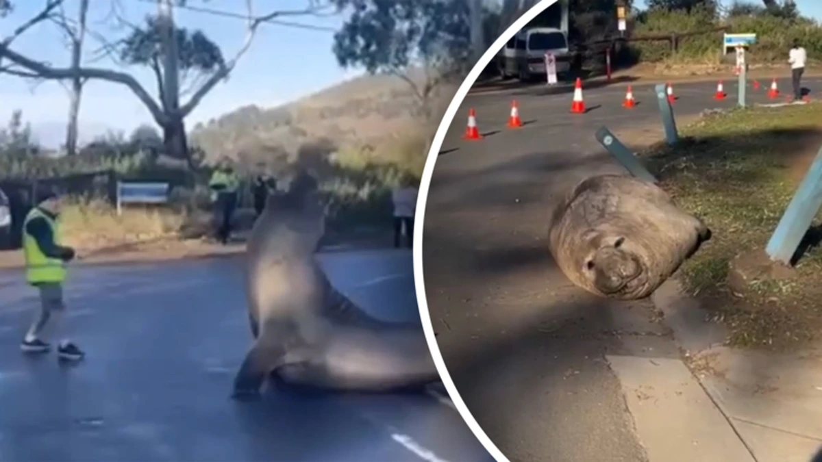 Gigantisch beest zorgt voor chaotische taferelen in Tasmanië