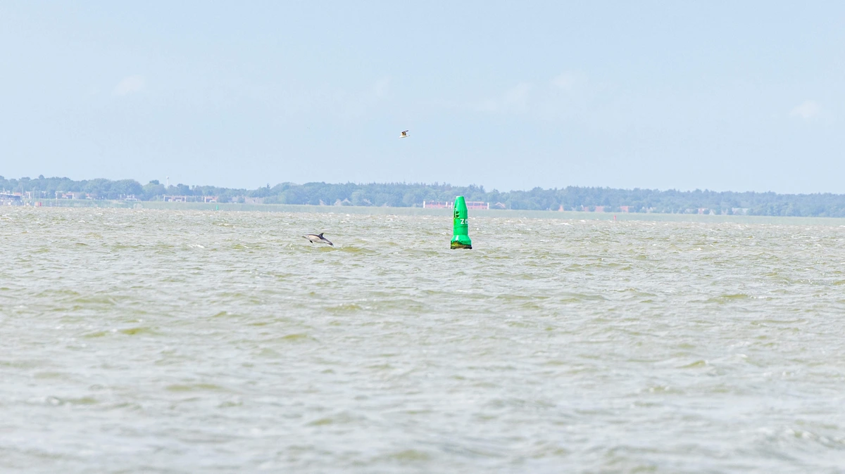 Dolfijn zwemt met jong in Waddenzee bij Lauwersoog: ’Nog altijd bijzonder’