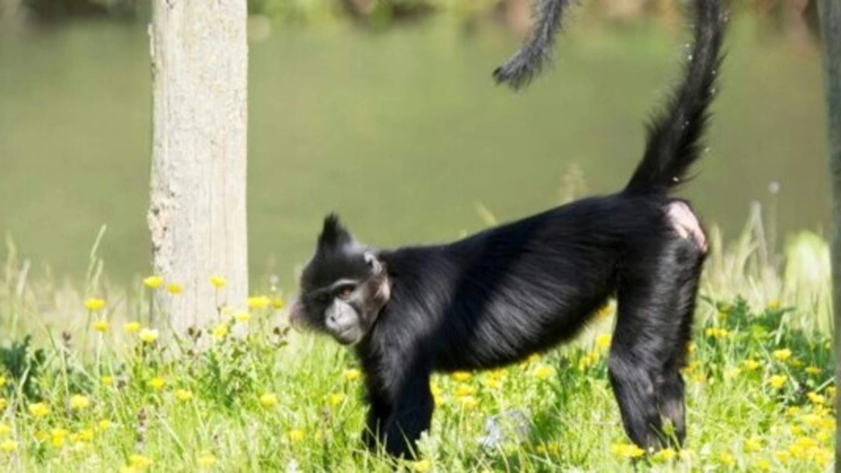 Aap ontsnapt uit Safaripark Beekse Bergen: meermaals gezien in de omgeving