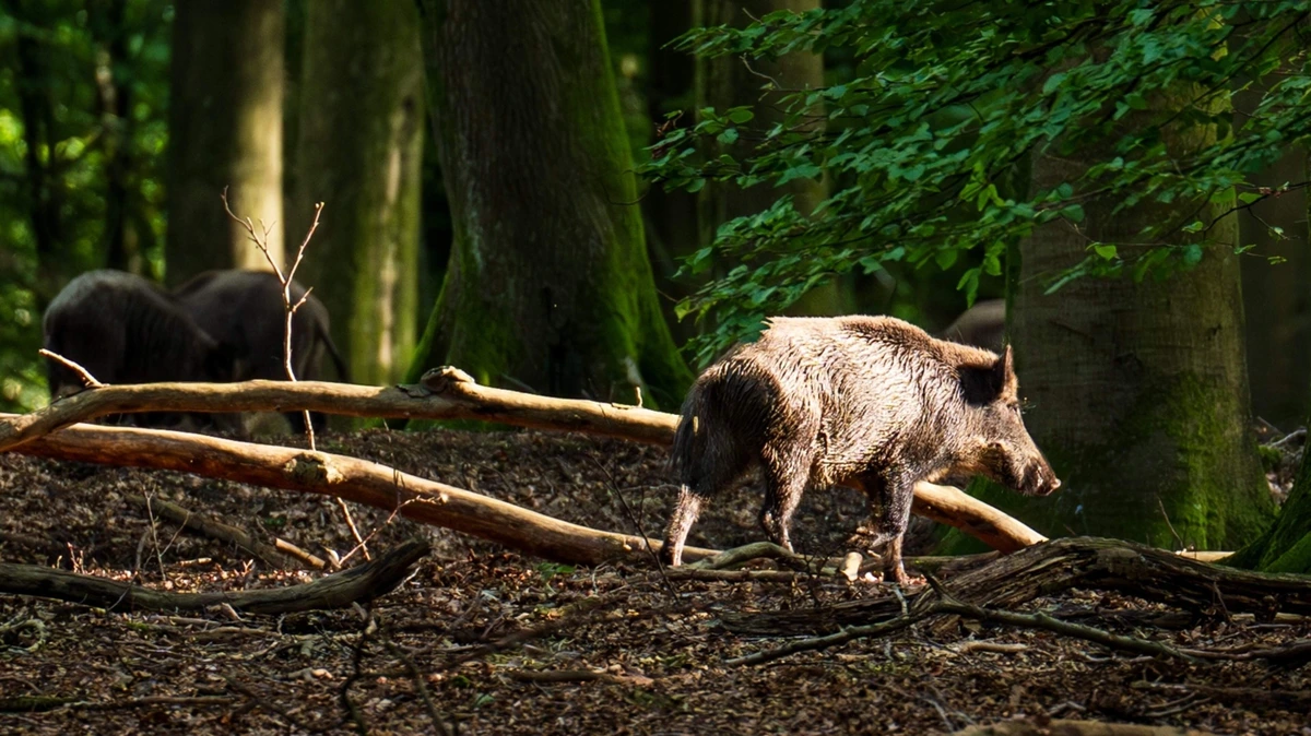 Staken zoektocht naar vermiste man (73) vanwege wolf zorgde voor ophef: ’Maar ook everzwijnen verdedigen hun territorium fel’