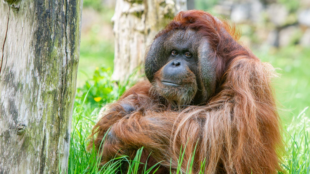 Orang-oetan Kevin (43) uit Apenheul overleden