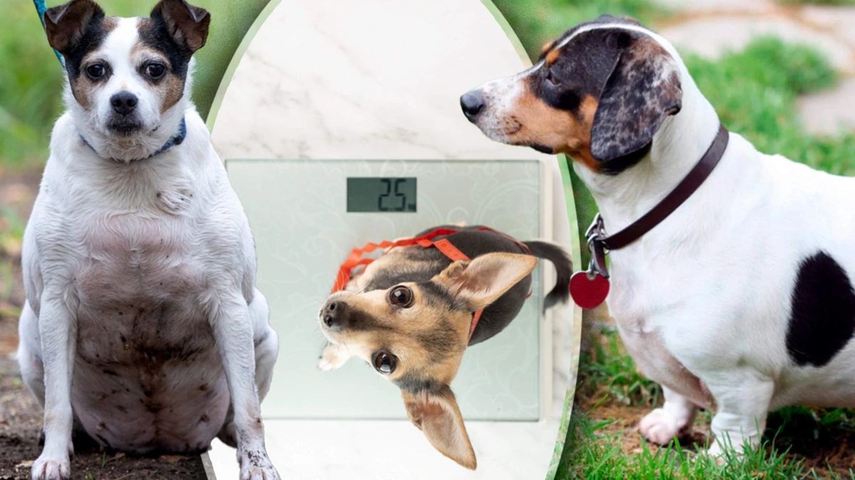 Helft van de honden en katten te dik: ’Baasjes denken dat ze dieren verwennen, maar heeft grote gevolgen’