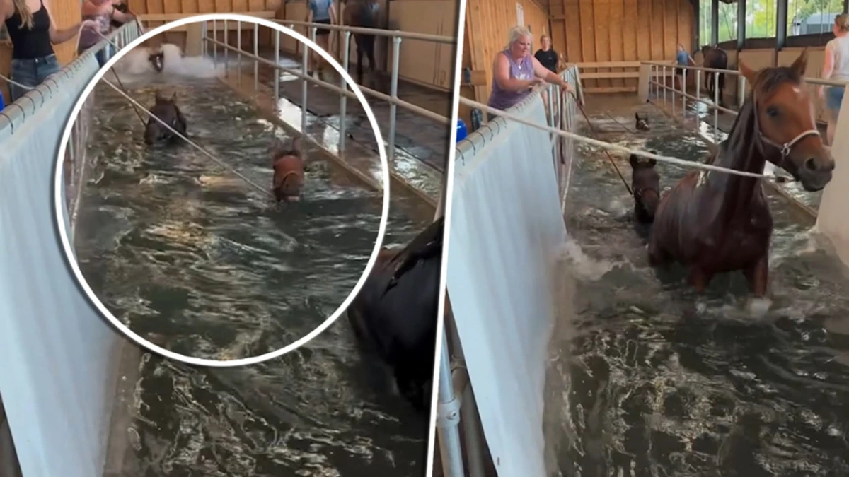 Paarden zoeken verkoeling in speciaal paardenzwembad