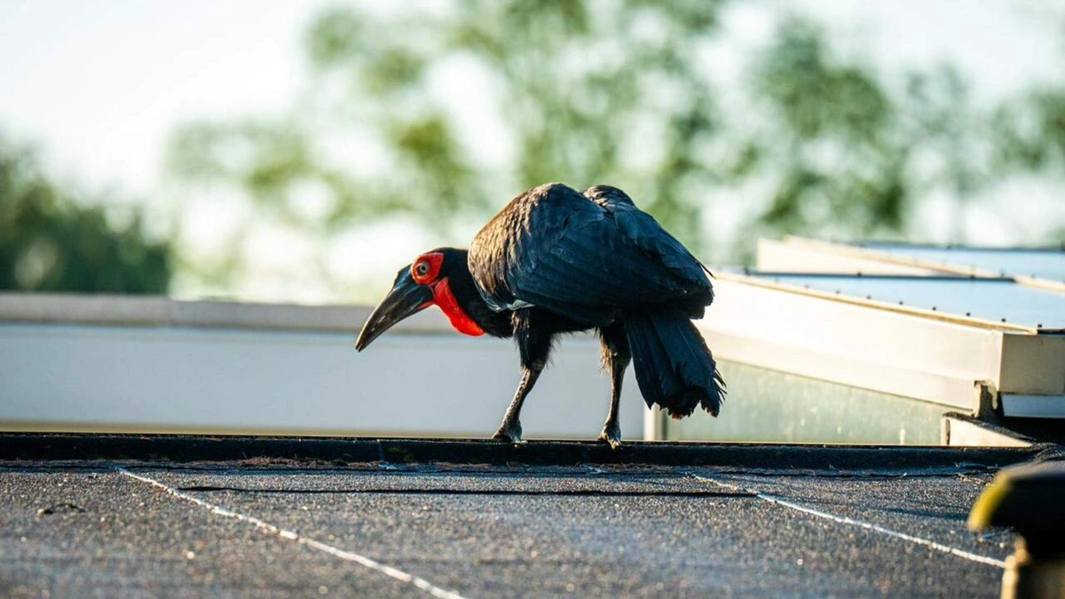 Opvallende vogel op daken van huizen: zuidelijke hoornraaf vermaakt zich buiten het park