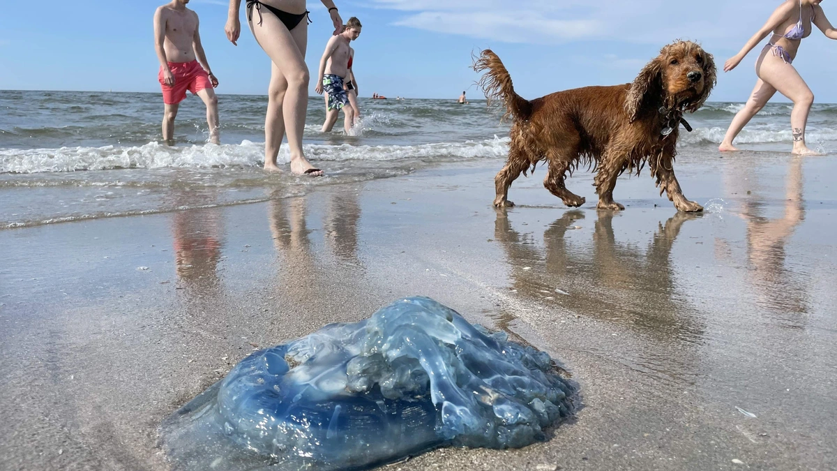 Waterpret massaal verpest door met kwallen overspoelde stranden: ’Omstandigheden zijn nu ideaal voor hen’