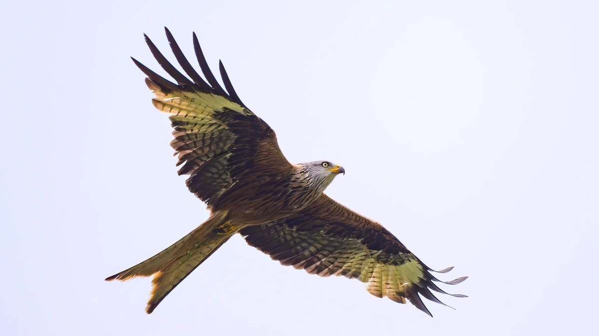 ’Agressieve’ buizerd valt mensen in Engels dorpje aan