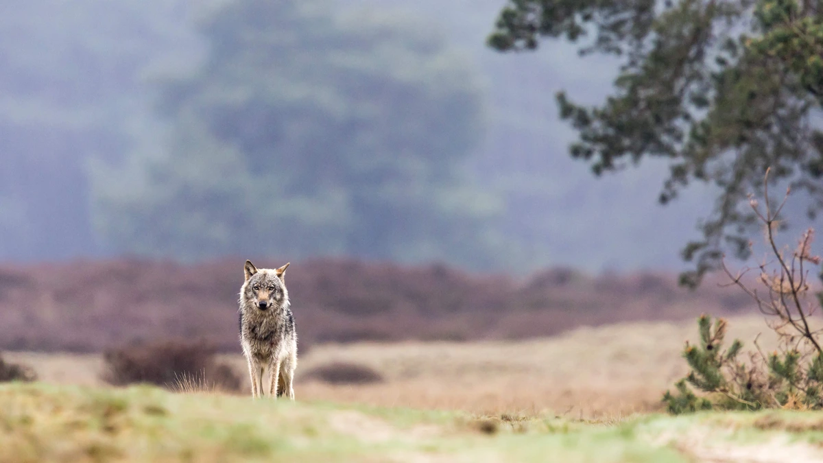 Zoekactie naar vermiste man (73) in Veluwe stilgelegd om aanwezige wolven