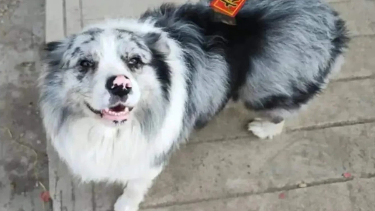 Beroemde influencer-hond Chutou (8) ontvoerd, verkocht en opgegeten in China, fans zijn woedend: ’Dat deze ziel zo moet eindigen’