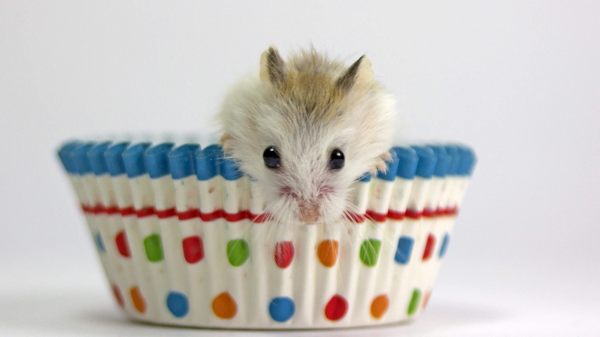 Afvallen en toch weer aankomen, waarom overkomt ons dat steeds weer? ’Zodra er iets uit evenwicht raakt, laat de hamster zich horen’