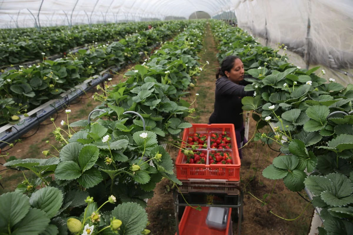 Zack Polanski warns Britain’s food system is ‘close to collapse’