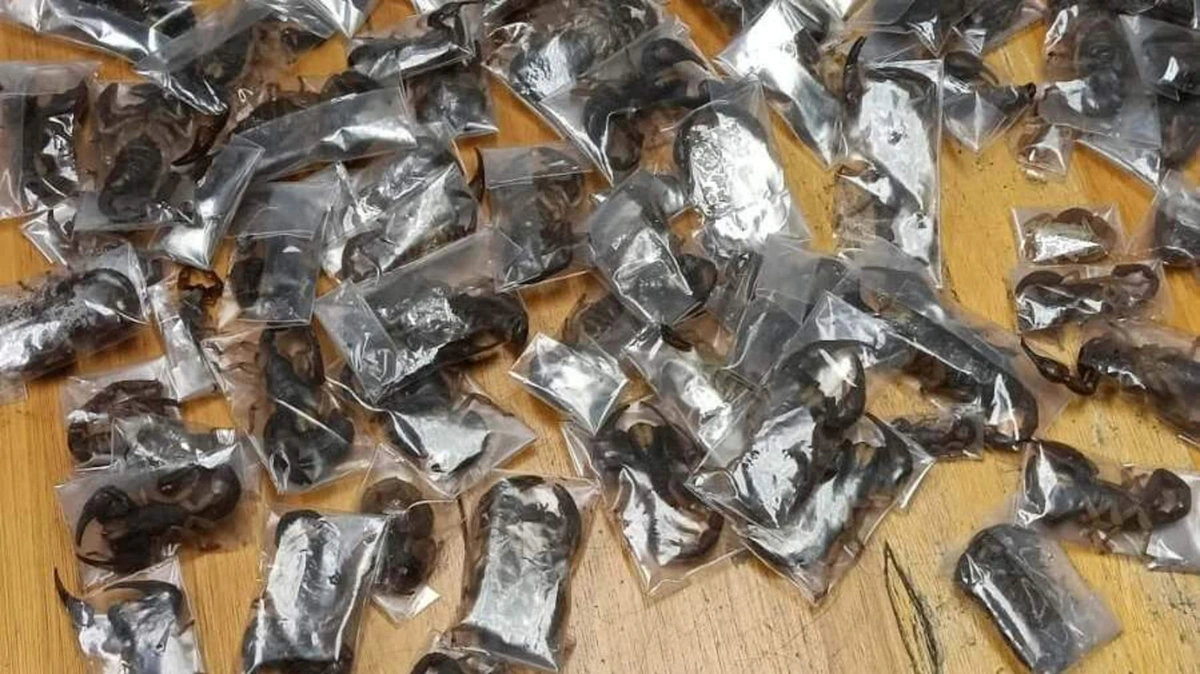 Man (28) opgepakt met 150 giftige schorpioenen op luchthaven van Kaapstad