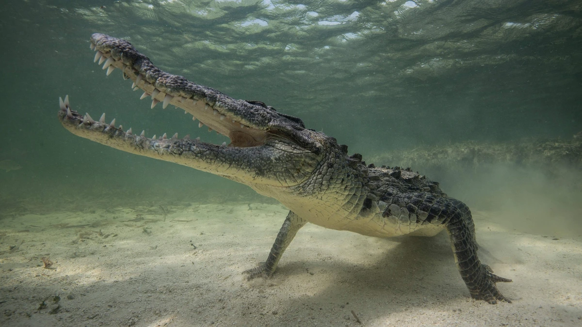 Man (28) door krokodil zee ingesleurd en overleden bij populair strand Mexico