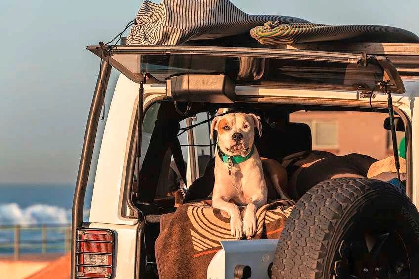 Een hond meenemen op vakantie is nooit zonder risico’s: ’Neem altijd je eigen drinkbakje mee’