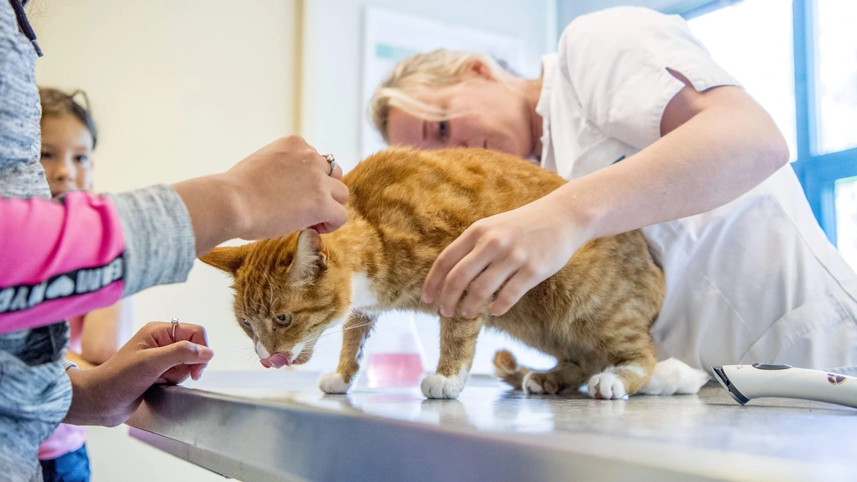 Lezers: ’Paal en perk aan hoge dierenartskosten’