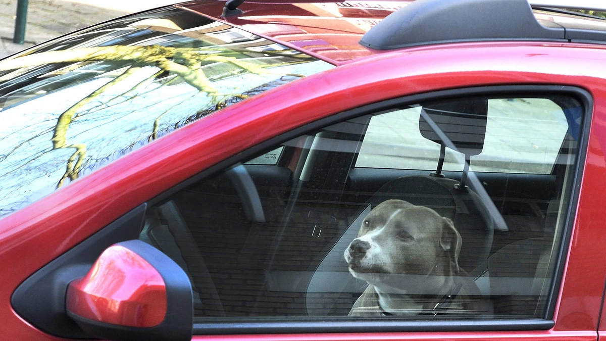 Man laat hond achter in hete auto, politie grijpt in