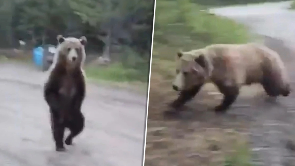 Wandeling neemt absurde wending: vrouw oog-in-oog met grizzlybeer