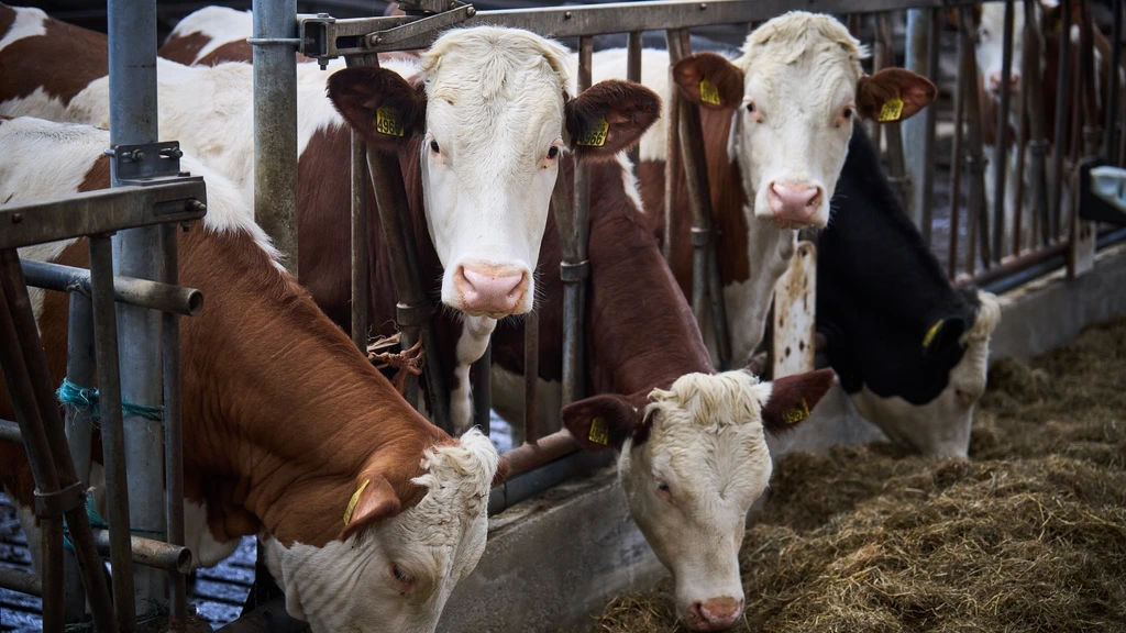 Kabinet komt met ingrijpende stikstofplannen, onder meer zones rond natuurgebieden