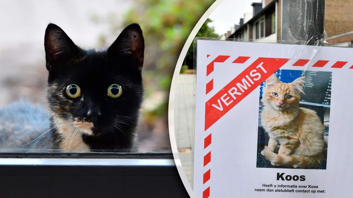 Alarm om recordaantal vermiste katten nu het zo warm is: zo verklein je de kans dat jouw huisdier verdwijnt