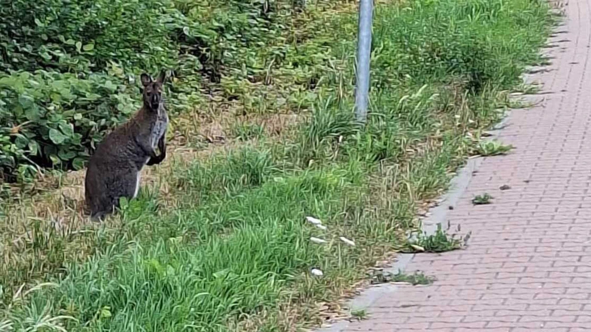 Verdwenen wallaby na vluchtpoging dwars door Middenmeer gevangen en terug bij eigenaar