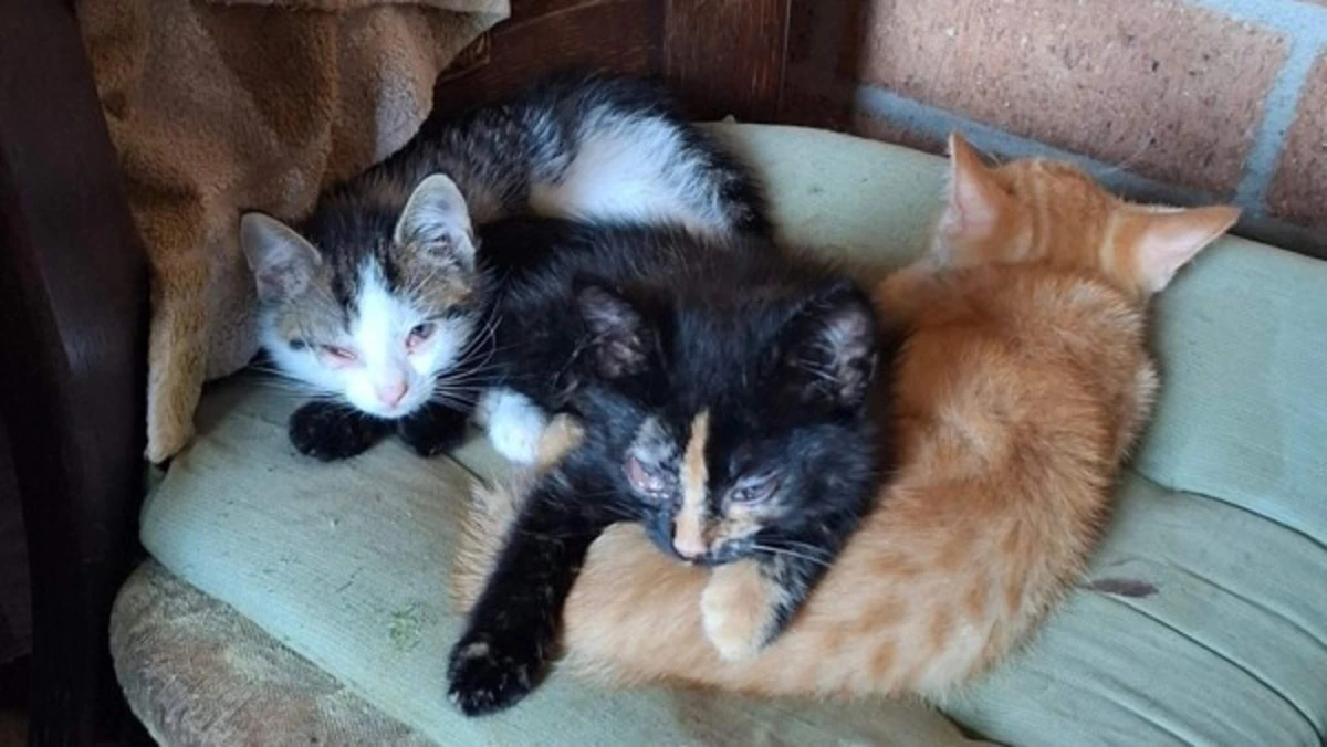 Twaalf kittens en vier katten gered uit ’zeer ernstig vervuilde woning’ vol bedorven vlees en vliegen