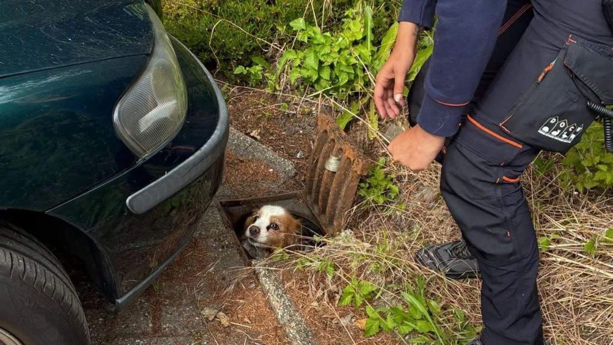 Vermist hondje blijkt hele nacht vast te zitten in openstaande put