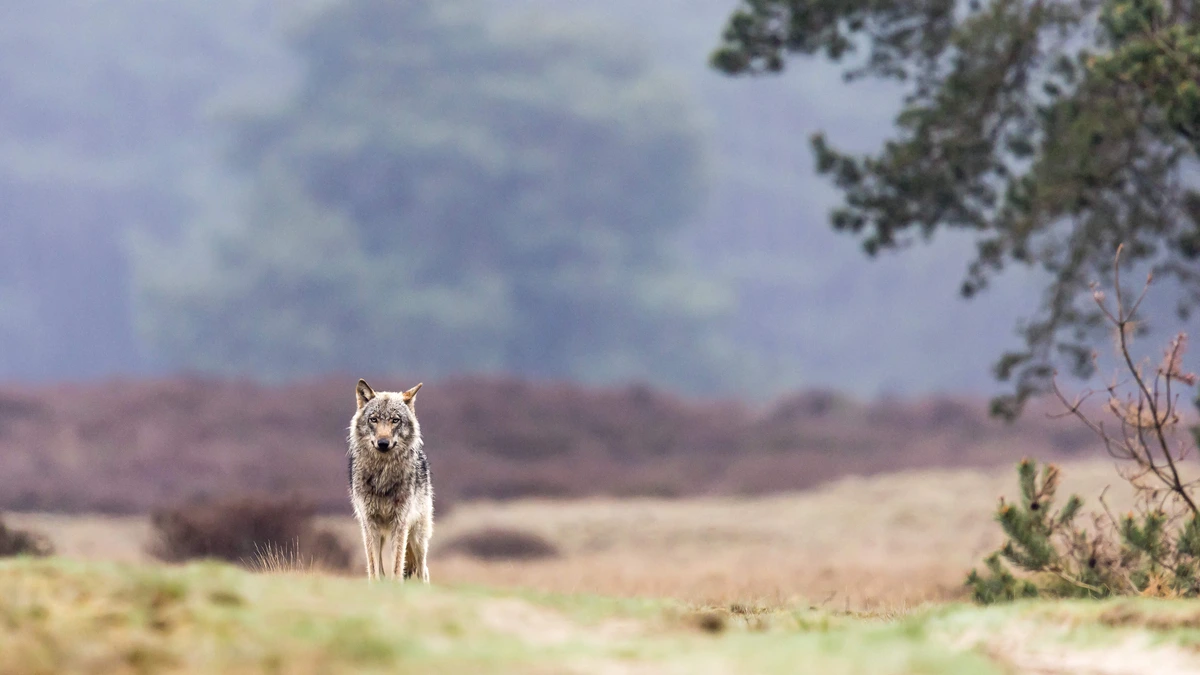 Wolf wegjagen met licht, herrie en balletjespistool? ’Het lijkt een uiting voor de bühne’