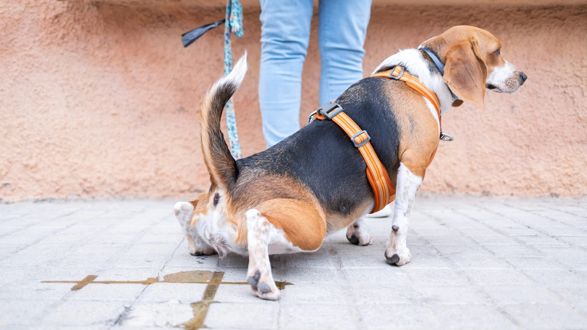 Praat mee: Moeten hondeneigenaren ook de plas van hun hond opruimen?