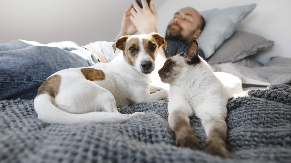 Slaapt je huisdier bij je in bed? Dierenarts waarschuwt: ’Beestjes en mijten slaan ’s nachts toe’