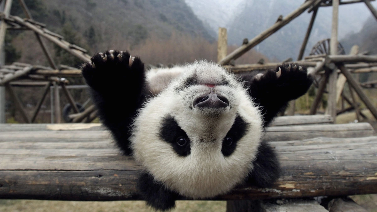 Panda-mania rond pluizige Hua Hua (6): beroemde beer moet imago van China een boost geven