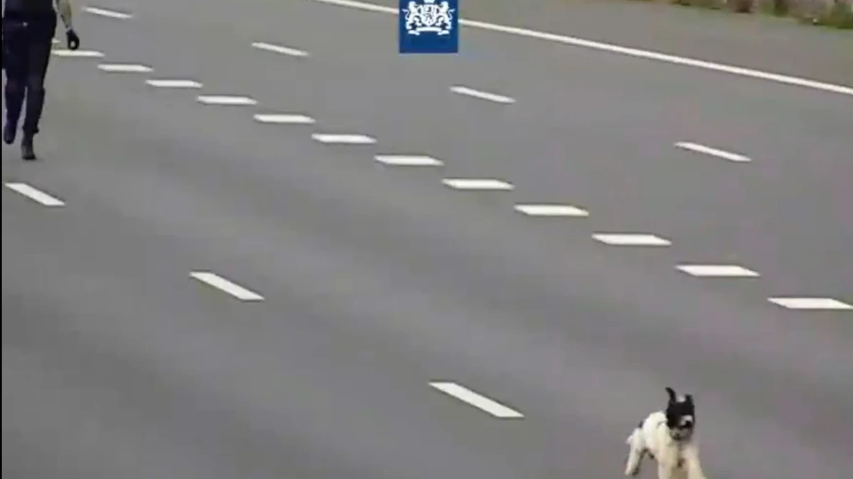 Verdwaalde hond rent A16 op, Drechttunnel in: agenten stoppen verkeer en zetten achtervolging in