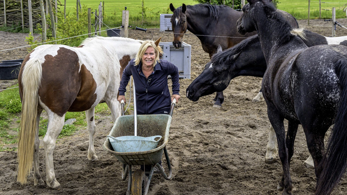 Gepensioneerde piloot Inge (61) ruilt cockpit in voor paddock: ’Paarden vergen een andere mindset’