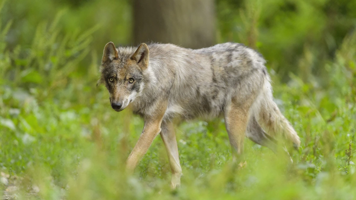 Wolf valt jongen (2) aan tijdens barbecue in Toscane: hond van gezin offert zichzelf op om kind te redden