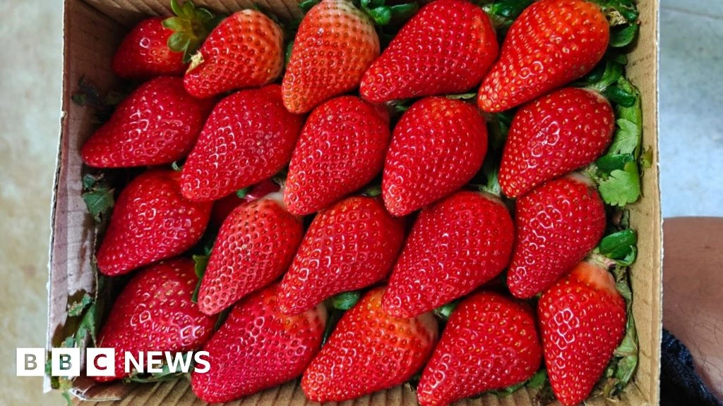 India wants to join the strawberry superpowers