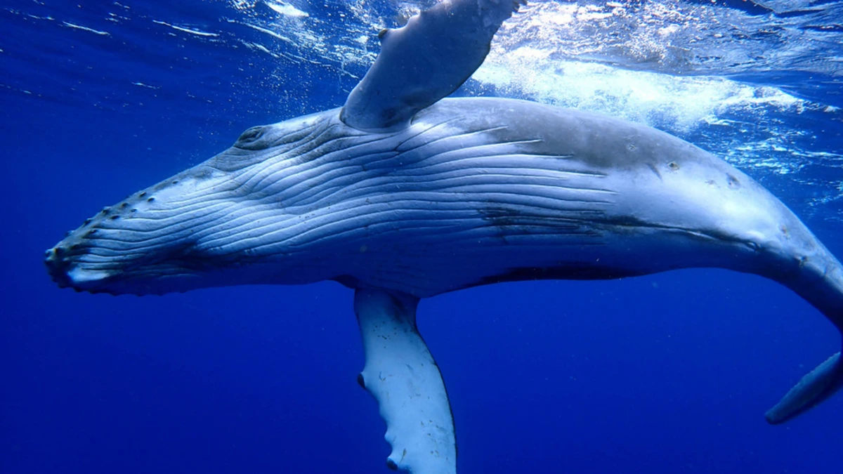 Bultrug veert op na bijna-uitroeiing: ’supergroep’ van 300 dieren gespot voor Zuid-Afrikaanse kust