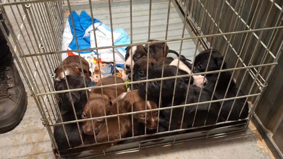 Piepjonge pups zonder moeder opgesloten in verroeste bench, inspectie grijpt in