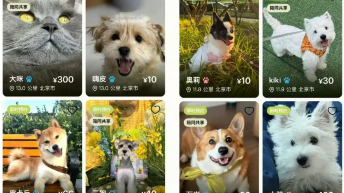 App om hond te verhuren zorgt voor controverse in China