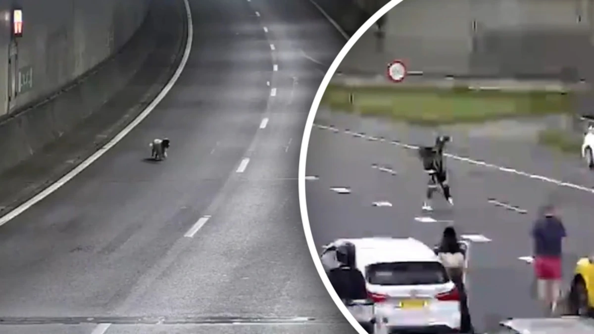 Verdwaald hondje rent Drechttunnel in waarop agenten verkeer stoppen