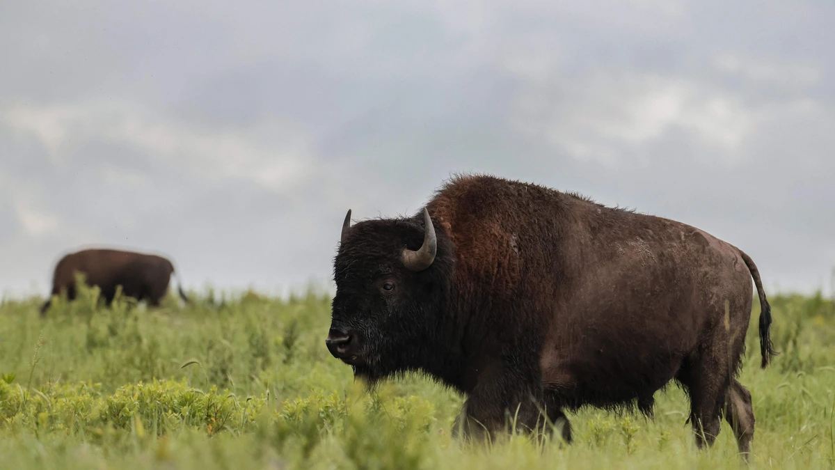 Bizon slingert grootvader (65) metershoog de lucht in in Yellowstone National Park
