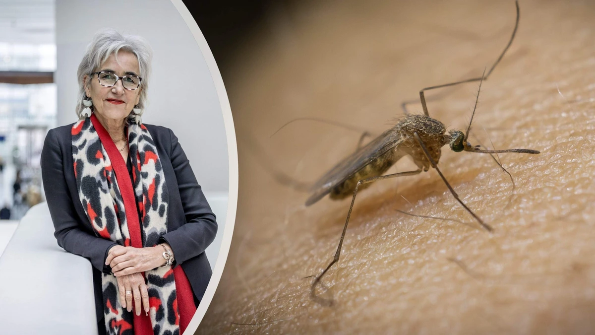 Westnijlvirus duikt door doodgewone mug op in Nederland: ’In uiterste gevallen kunnen verlammingsverschijnselen optreden’