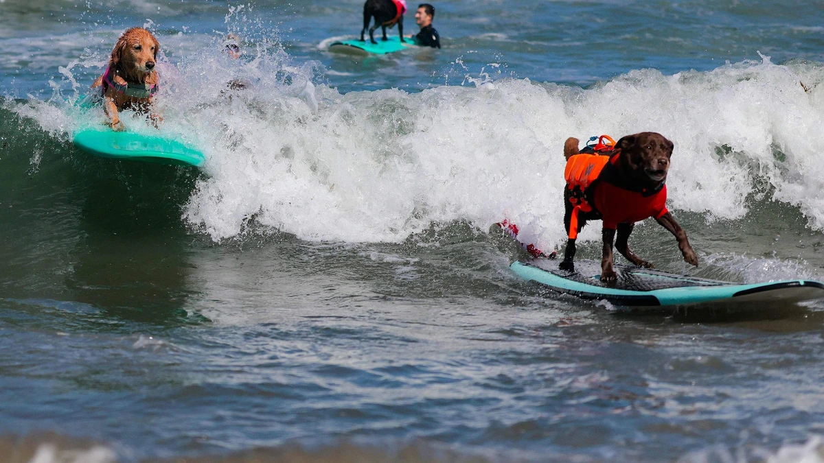Van kleine spaniël tot grote labrador: deze surfhonden stelen de show voor honderden uitzinnige fans