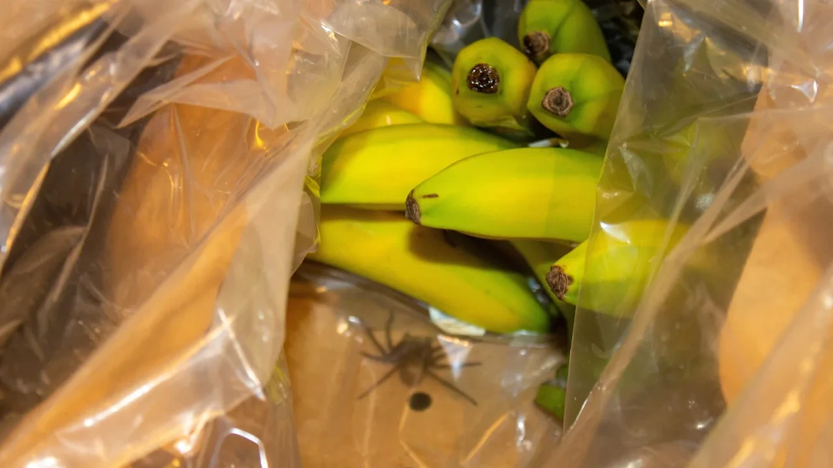 Spinne soll Mann im Supermarkt gebissen haben