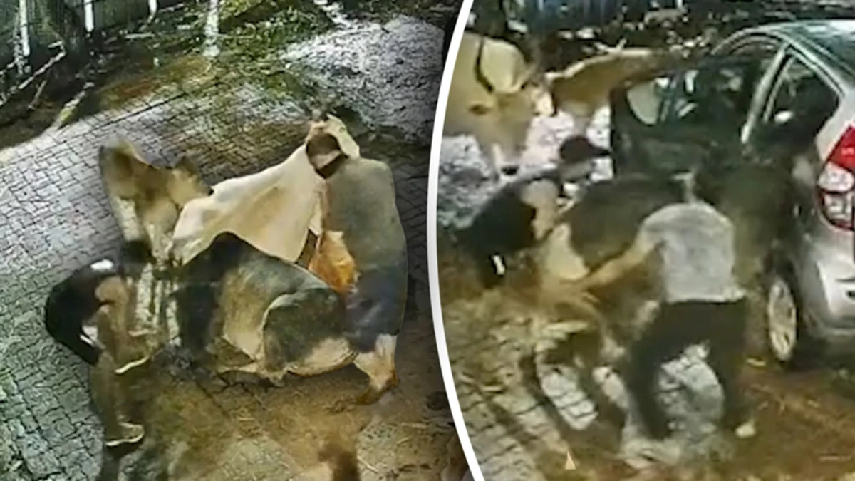 Bizarre camerabeelden: dieven stelen zwangere koe