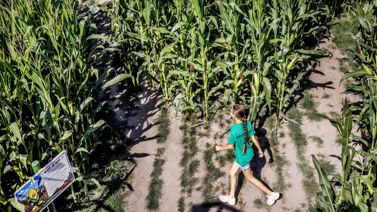 Maisdoolhoven lokken mensen naar het platteland: ’Steeds meer boeren zoeken naar een nevenactiviteit’