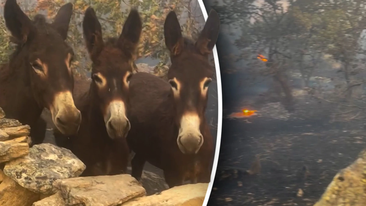 Spaanse boerin vindt haar ezels levend terug na bosbrand: ‘Wat een geluk’
