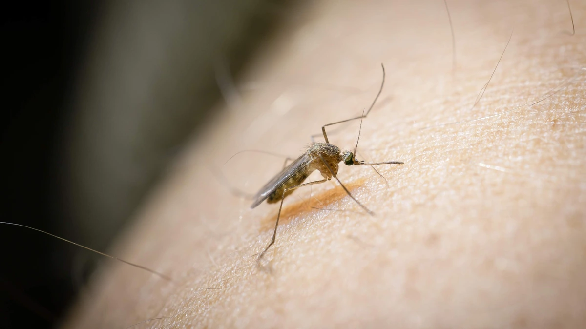 Persoon in Utrecht overleden aan infectie westnijlvirus