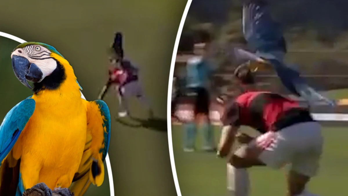 Braziliaanse voetballer aangevallen door agressieve papegaai