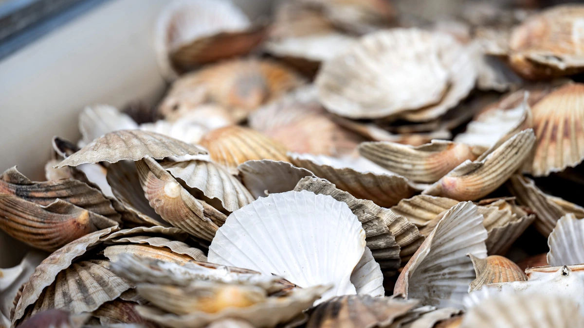 NVWA neemt 100 kilo illegaal gevangen tapijtschelpen in beslag bij Zeeuws bedrijf