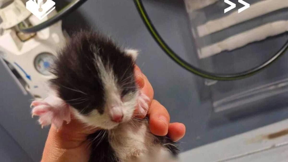 Buurt in shock na gruwelijke vondst van verminkte kittens in tasje bij container